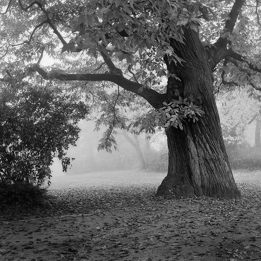 ein alter Baum, schwarz weiß fotografie, leichter nebel, 100 x 100 cm, Thomas Dalecki, Kunst-Direkt.de